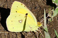 Erebia vetulonia - Hufeisenklee-Gelbling (Weißklee-Gelbling)